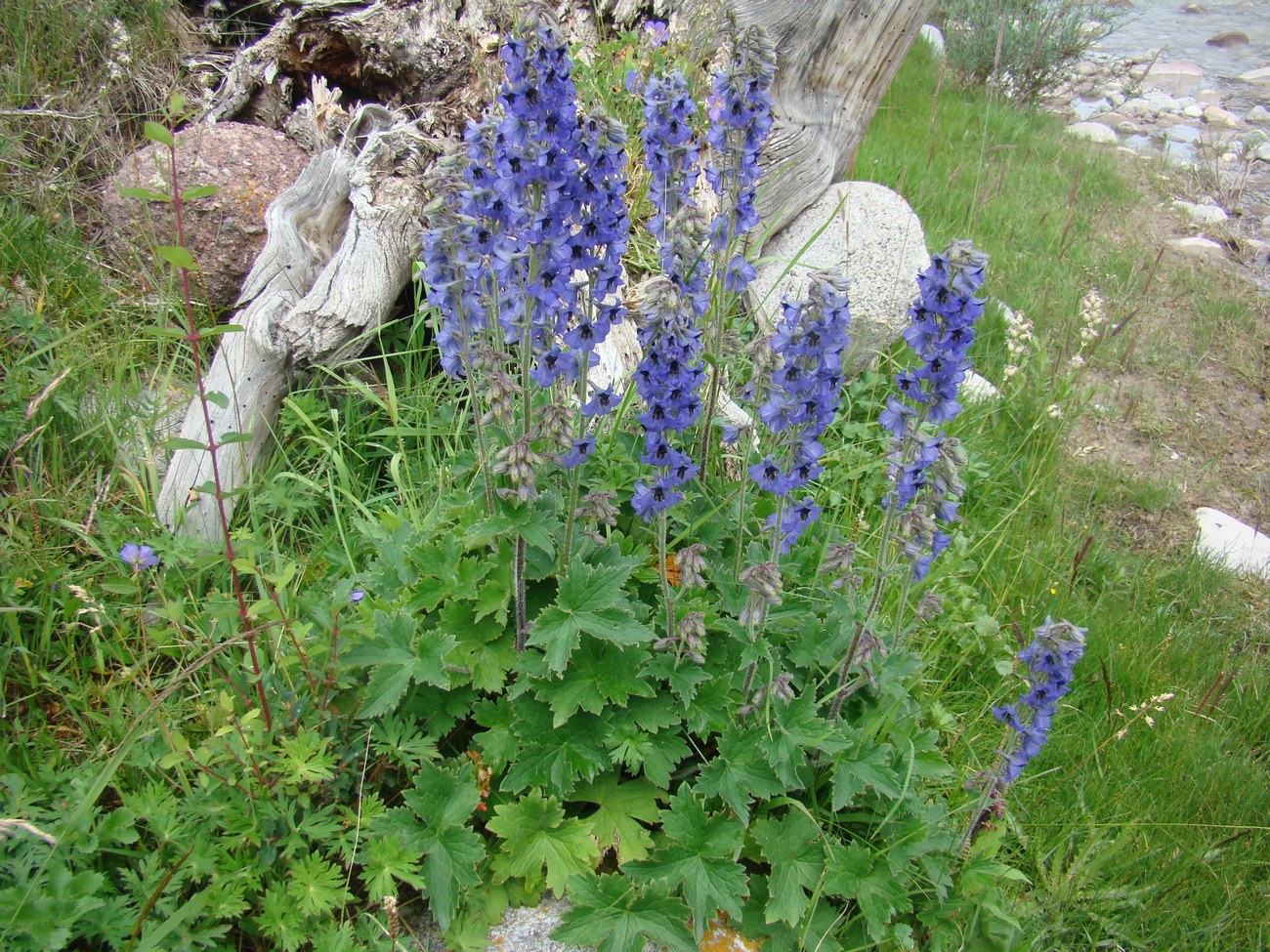 Image of Delphinium turkestanicum specimen.