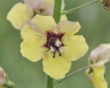 Verbascum xanthophoeniceum