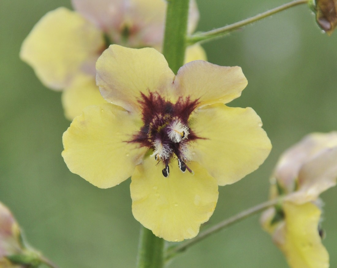 Image of Verbascum xanthophoeniceum specimen.