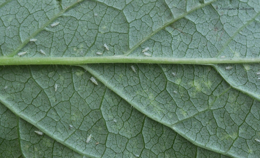 Image of Syringa &times; henryi specimen.