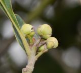 Laurus novocanariensis