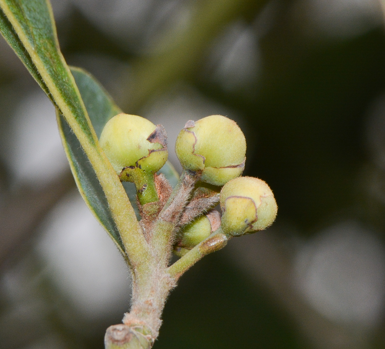 Изображение особи Laurus novocanariensis.