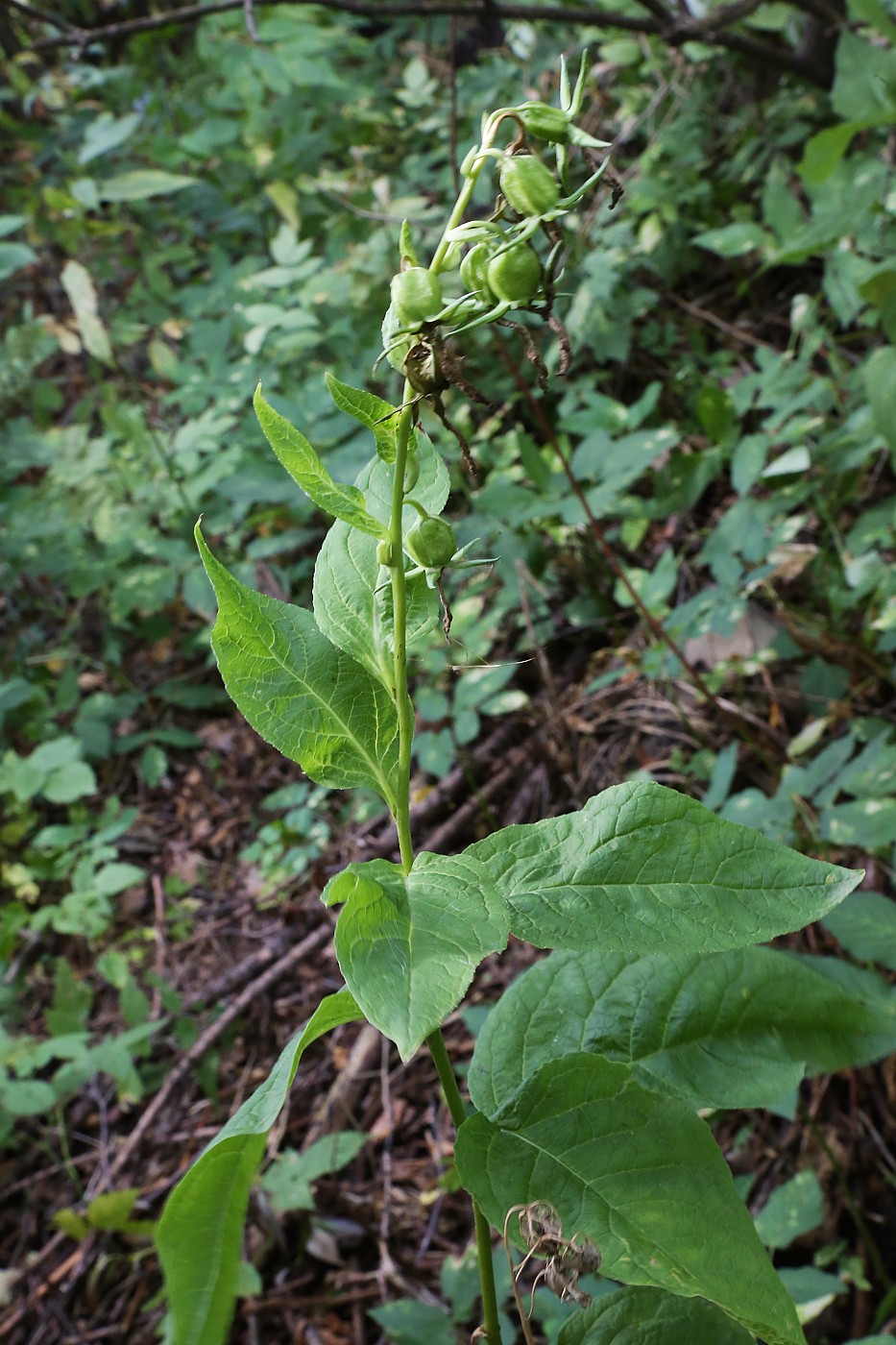 Изображение особи Campanula latifolia.