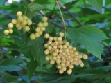 Viburnum sargentii. Листья и созревающие плоды. Москва, ГБС РАН. 31.08.2017.