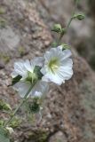 Alcea nudiflora