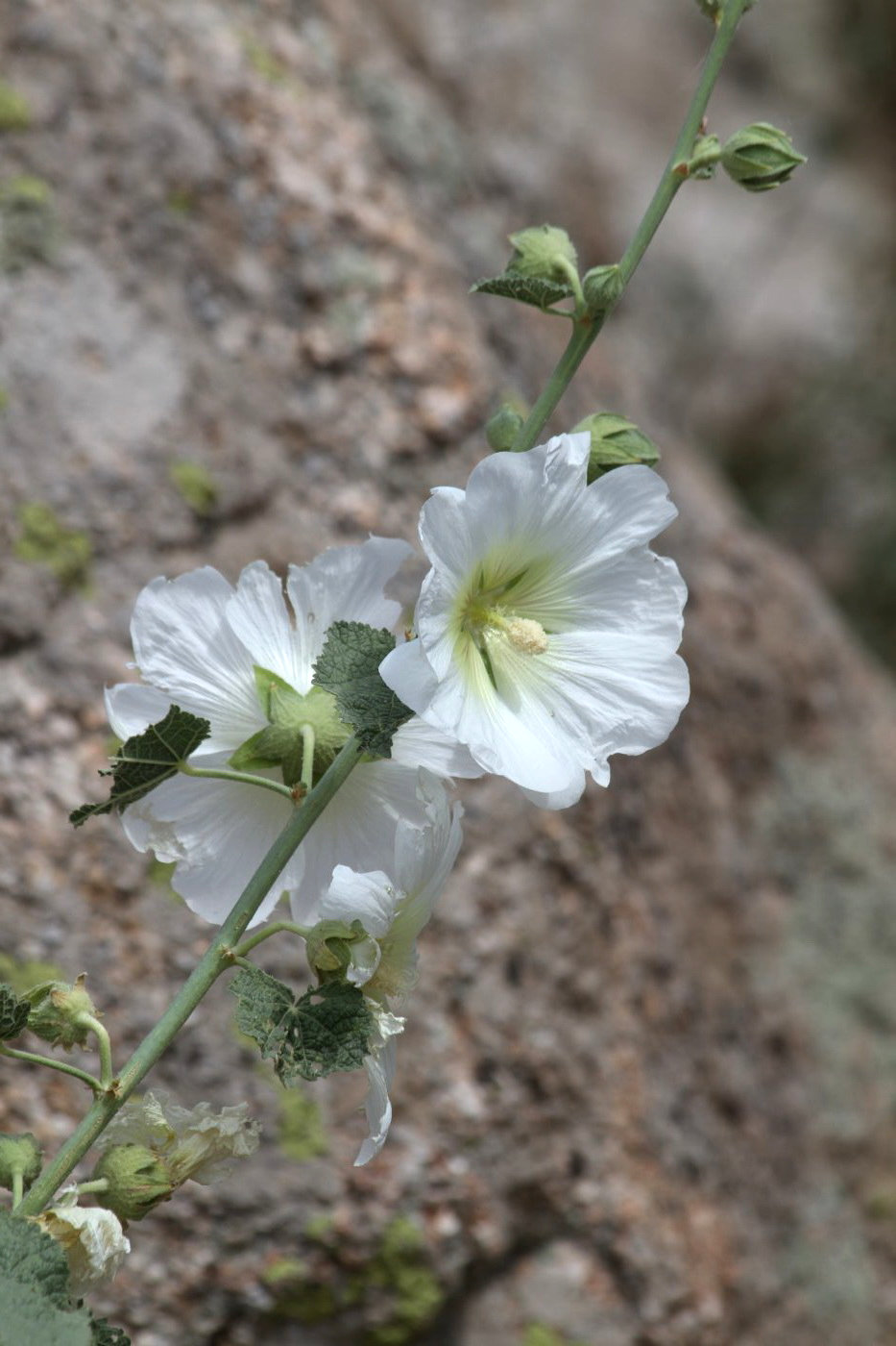 Image of Alcea nudiflora specimen.