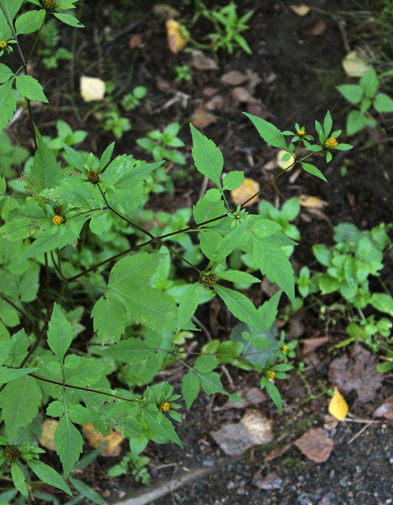 Изображение особи Bidens frondosa.