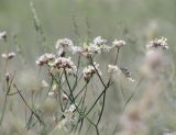 Limonium dichroanthum. Верхушки разветвленных цветоносов с доцветающими соцветиями. Кыргызстан, Нарынская обл., Ак-Талинский р-н, между пос. Байгончак и Угут; Внутренний Тянь-Шань, среднее течение р. Нарын, Нарынская котловина, денудационный шлейф северного макросклона хребта Байбиче-Тоо, долина реки Терек на последнем повороте перед выходом в долину Нарына, терраса под глинисто-известняковыми бедлендами (\"чапами\") из продуктов их эрозии; полынно-однолетнесолянковая пустыня на автоморфном солончаке, выс. 1707 м н.у.м. 31 июля 2017 г.