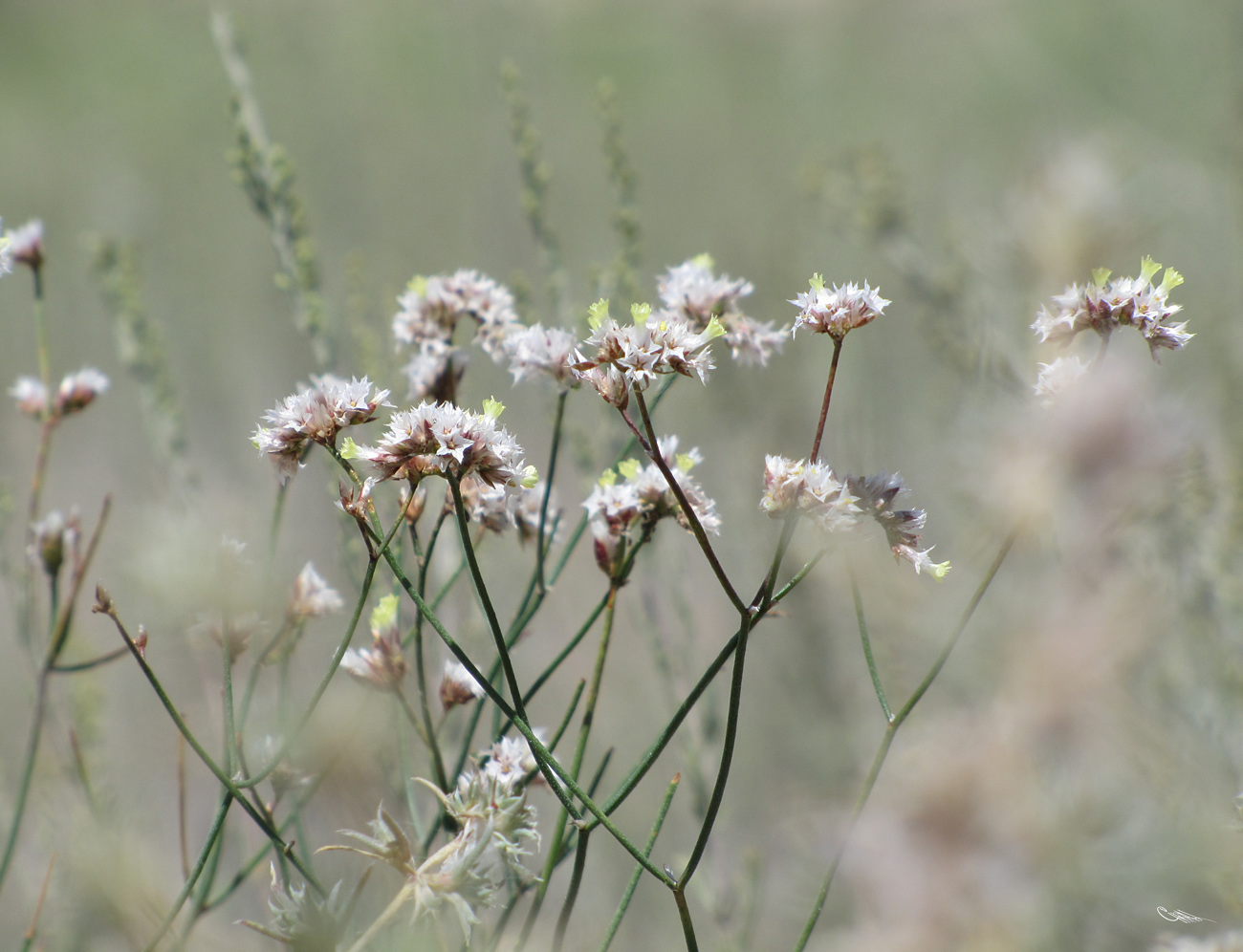 Изображение особи Limonium dichroanthum.