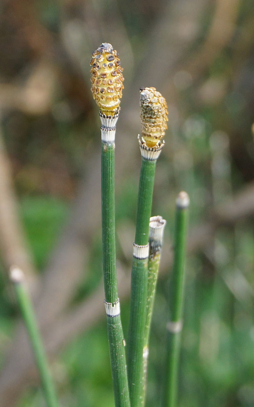 Изображение особи Equisetum hyemale.