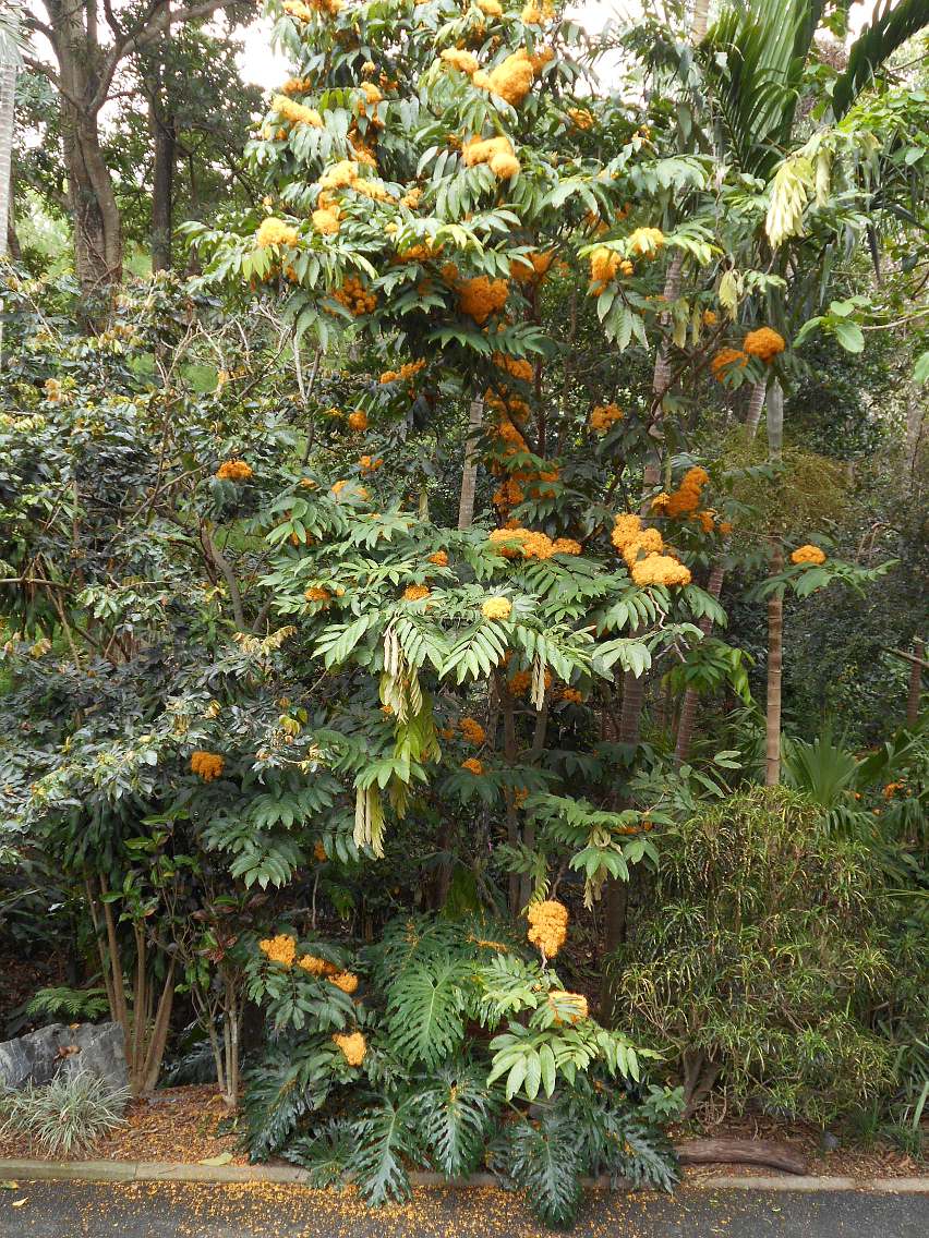 Image of Saraca thaipingensis specimen.