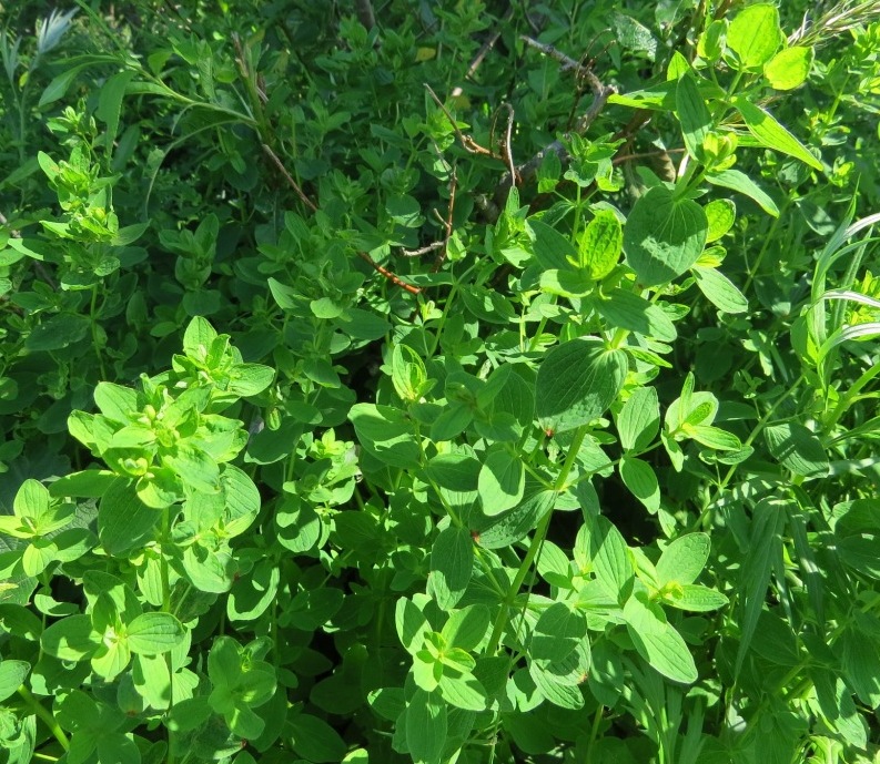 Image of Hypericum kamtschaticum specimen.