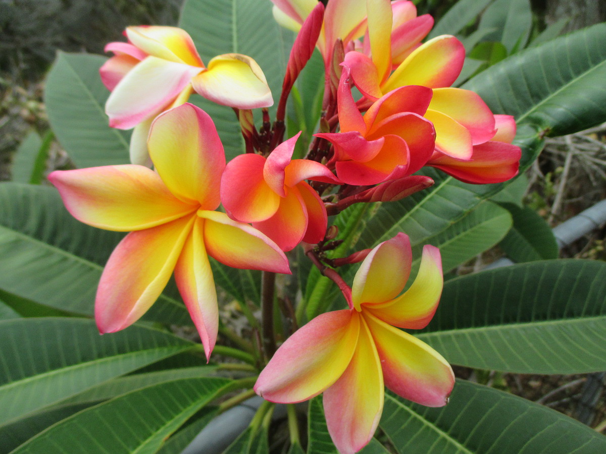 Изображение особи Plumeria rubra.