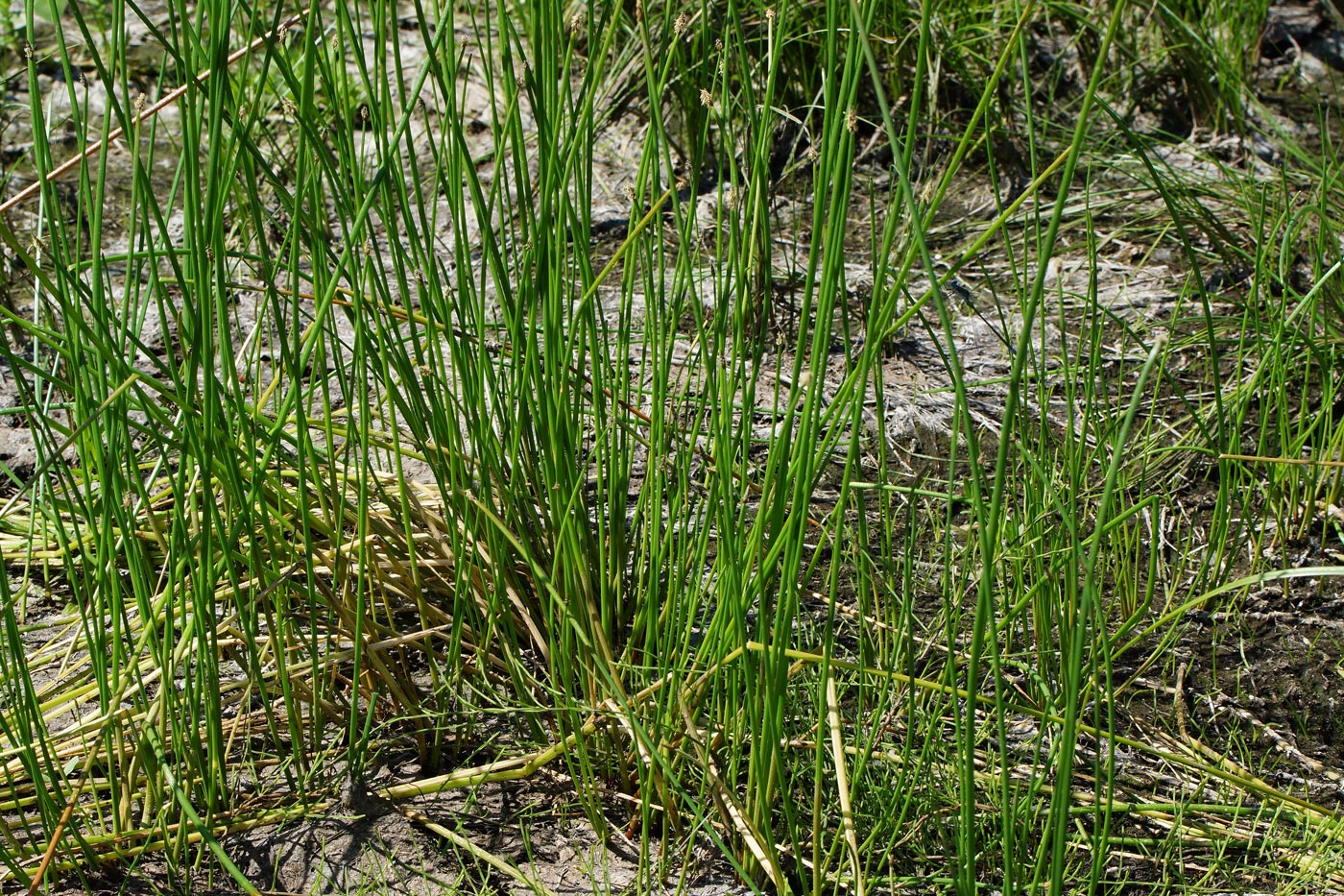 Изображение особи Eleocharis palustris.