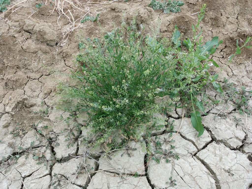 Image of Lepidium pinnatifidum specimen.