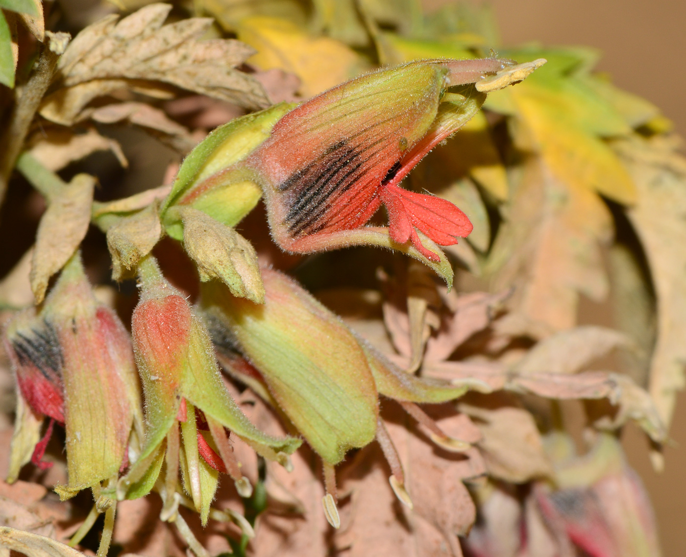 Image of Melianthus comosus specimen.