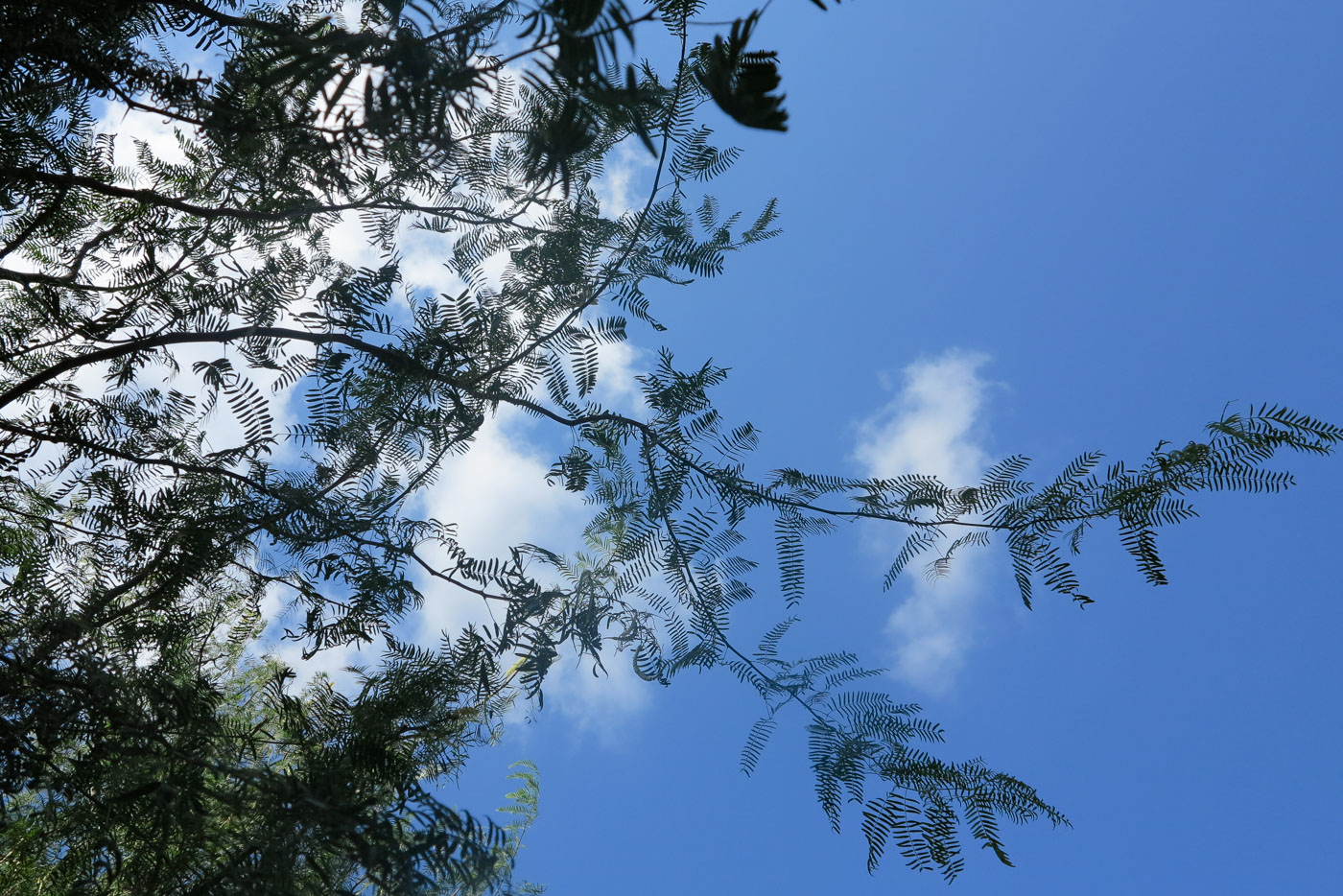 Изображение особи Prosopis juliflora.