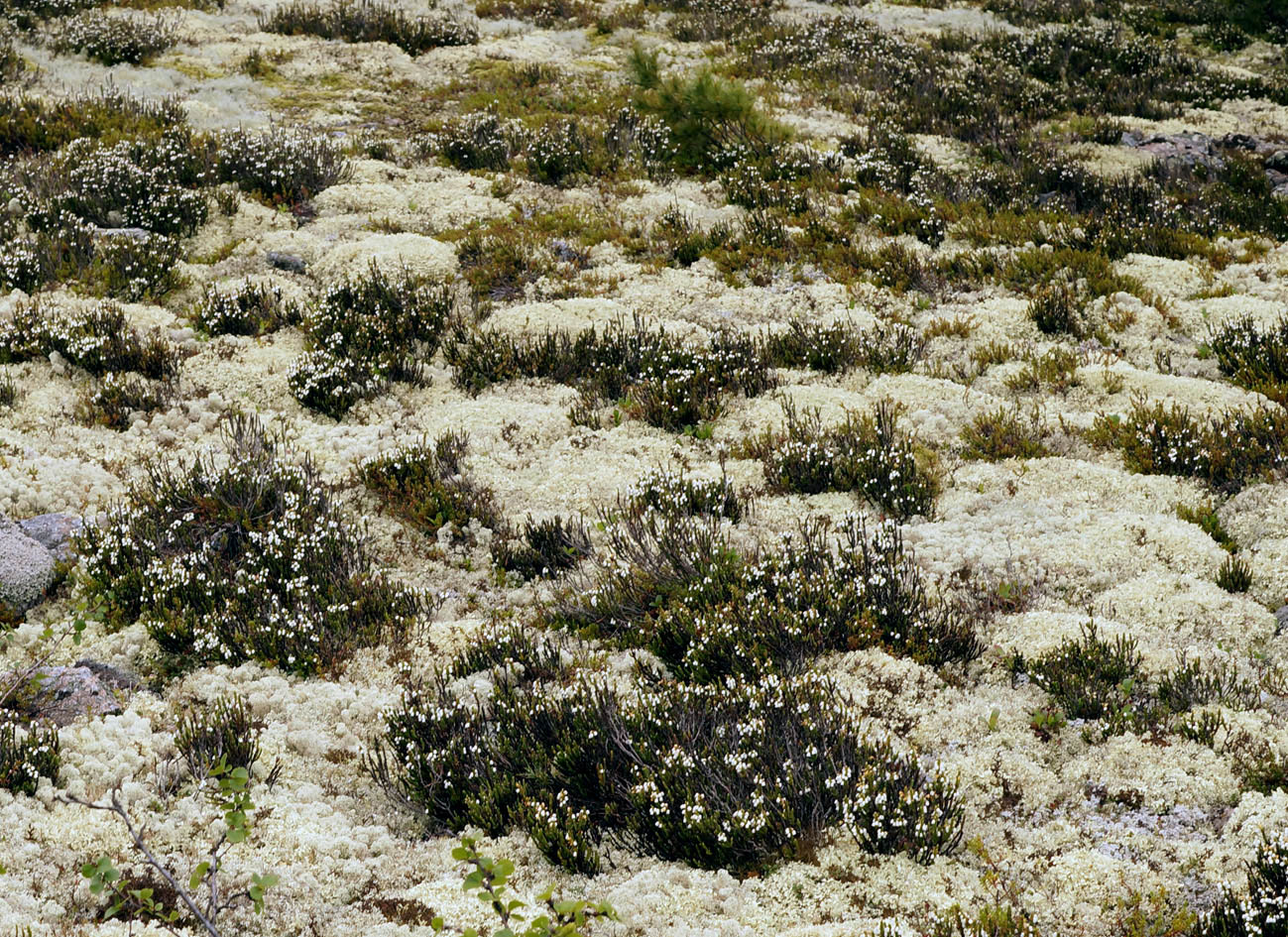 Изображение особи Cassiope ericoides.