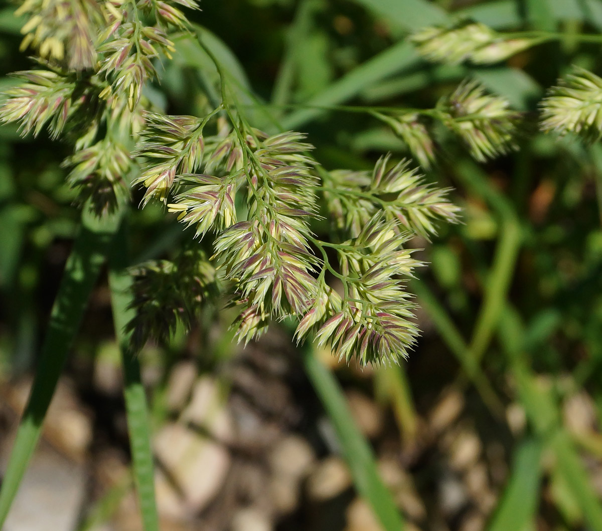 Изображение особи Dactylis glomerata.