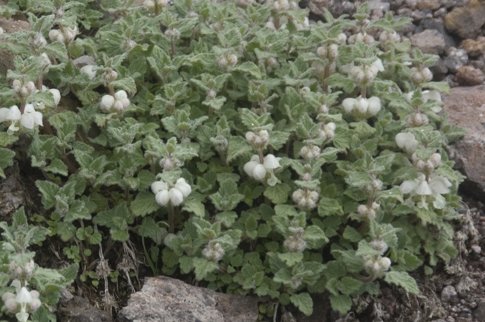 Изображение особи Lamium tomentosum.