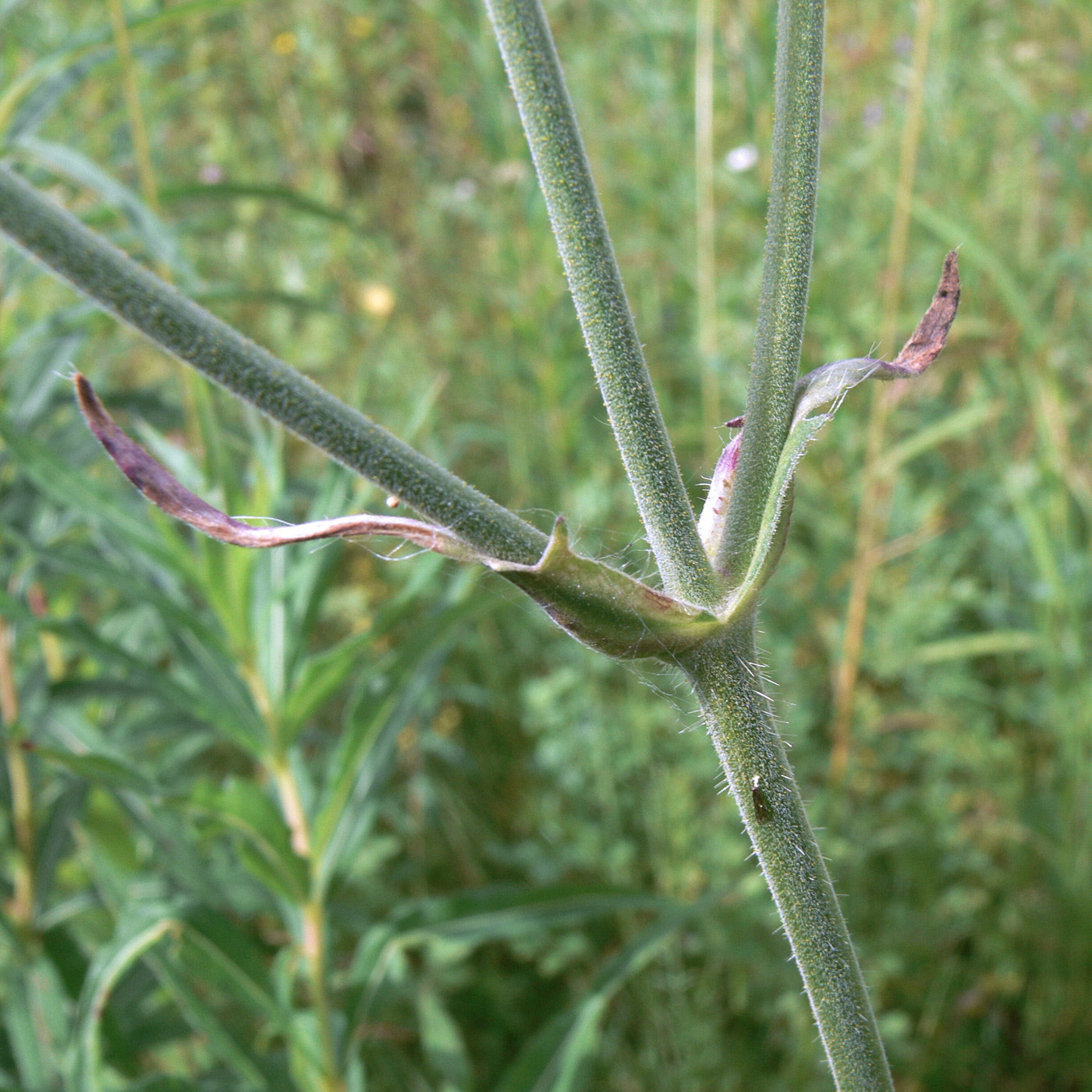 Image of Knautia arvensis specimen.