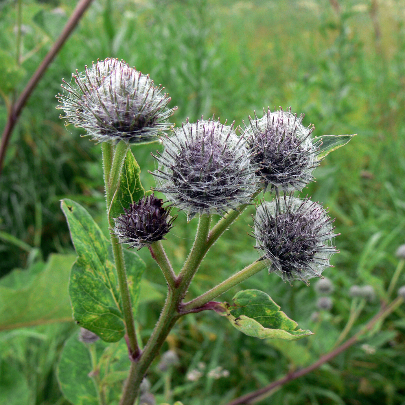 Image of Arctium tomentosum specimen.