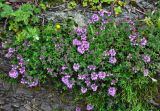 Thymus caucasicus