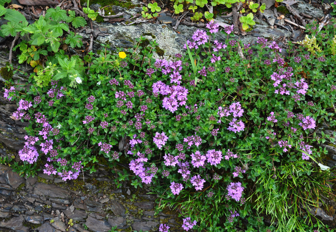 Изображение особи Thymus caucasicus.