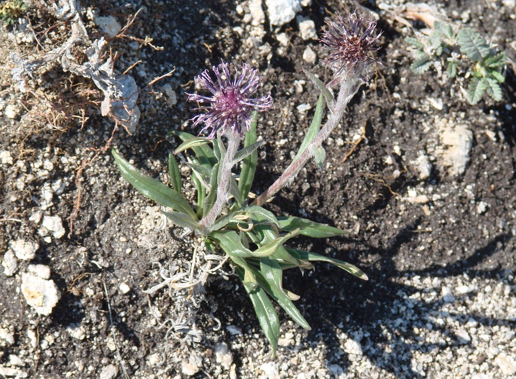 Image of Saussurea schanginiana specimen.