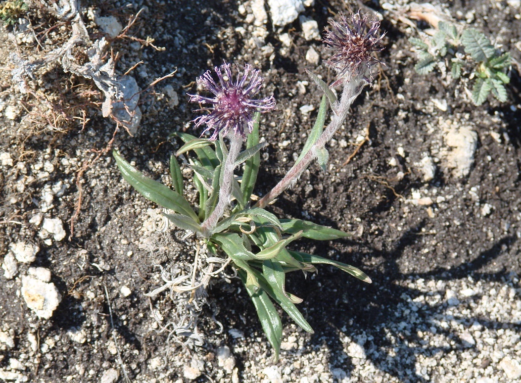 Изображение особи Saussurea schanginiana.