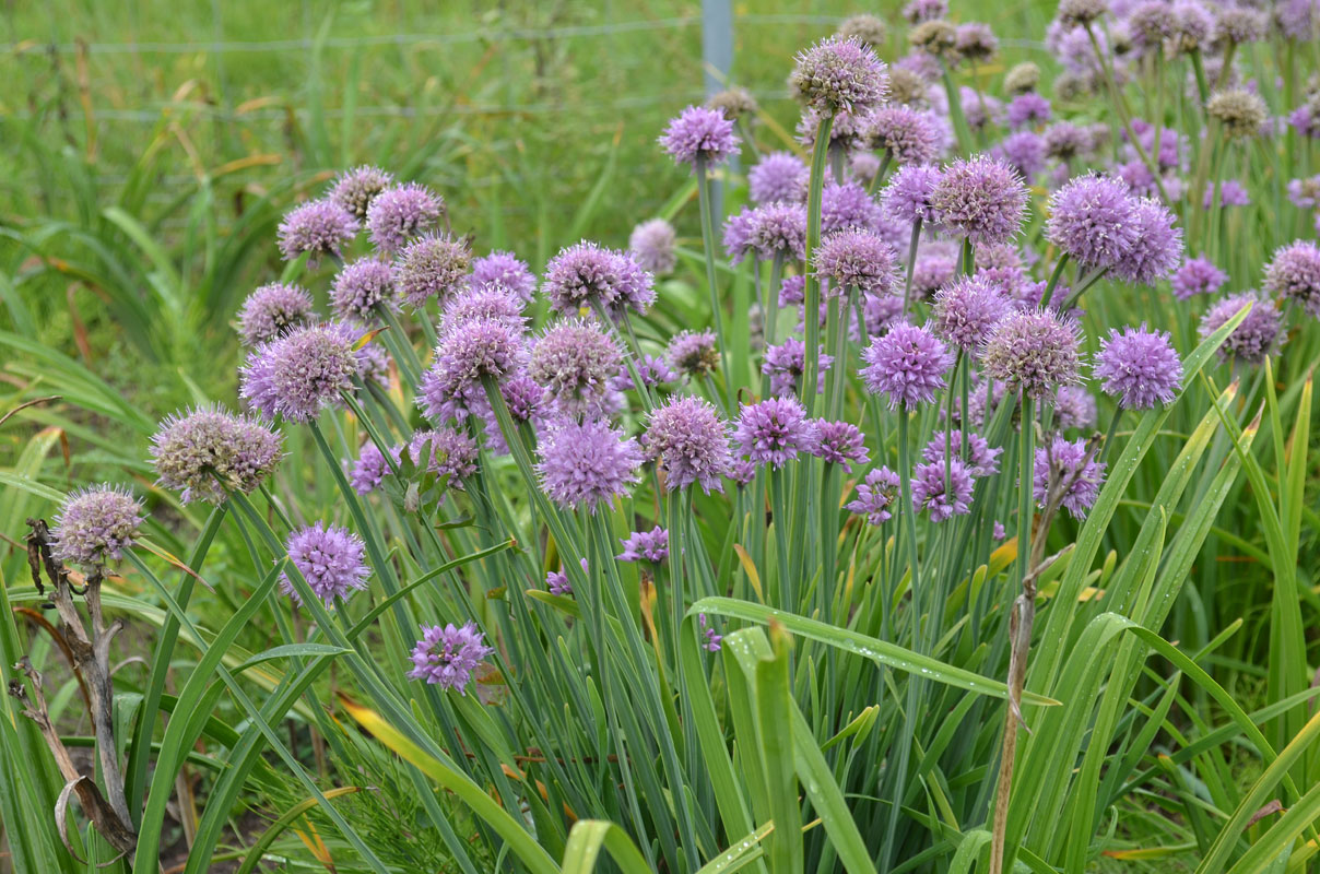 Image of Allium spirale specimen.