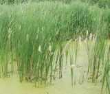 Typha angustifolia. Заросли плодоносящих растений. Орловская обл., национальный парк \"Орловское Полесье\", берег озера Третьи Карты. 03.07.2007.