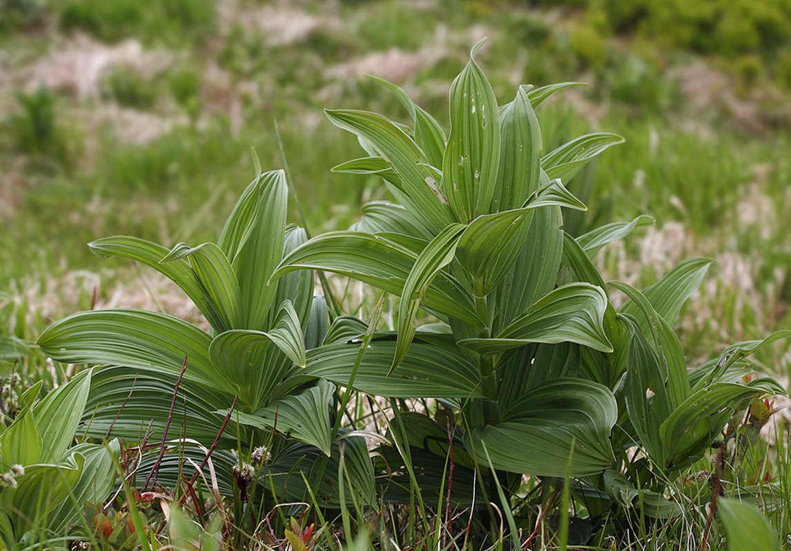 Image of Veratrum lobelianum specimen.