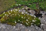 Gypsophila tenuifolia