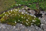 Gypsophila tenuifolia. Цветущие растения. Абхазия, Рицинский реликтовый национальный парк, гора Чха, ≈ 2300 м н.у.м., на поросшем мхом участке скалы. 15.07.2017.
