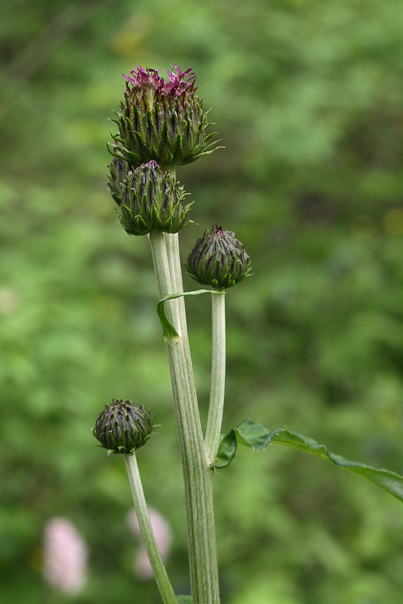 Image of Cirsium heterophyllum specimen.