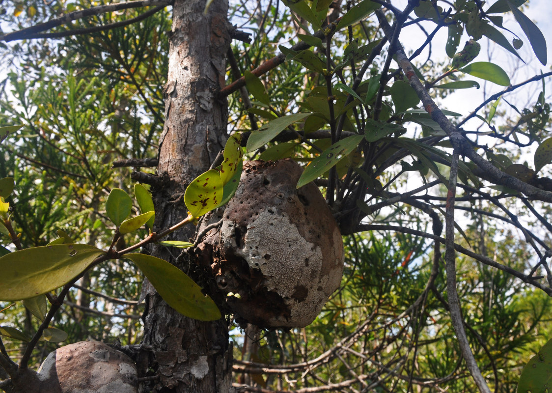 Изображение особи Hydnophytum formicarum.