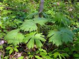 Aconitum septentrionale. Розетка прикорневых листьев. Чувашия, окрестности г. Шумерля, смешанный лес, пойма р. Бобровка. 3 мая 2008 г.