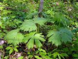 Aconitum septentrionale