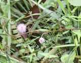 Mimosa pudica. Верхушка цветущего побега. Малайзия, о. Борнео, берег р. Кинабатанган, джунгли. 19.02.2013.