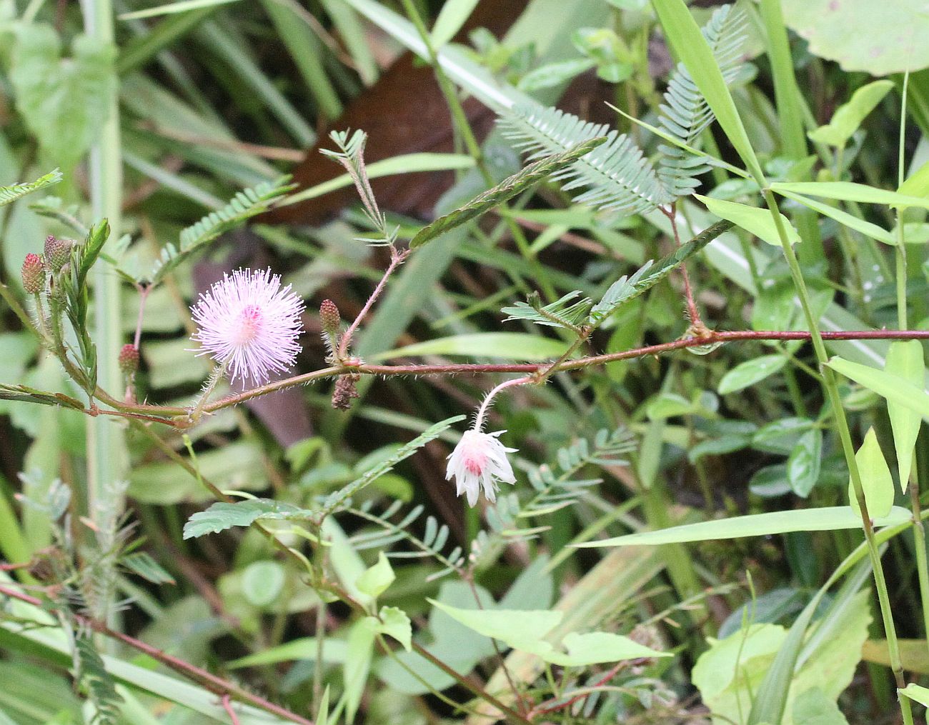 Изображение особи Mimosa pudica.