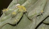 Image of taxon representative. Author is Татьяна Мальчинская