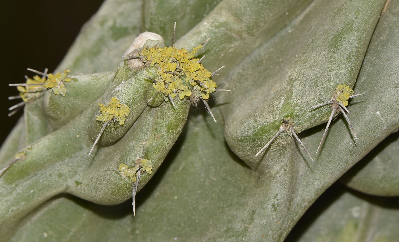 Изображение особи Cereus peruvianus var. monstrosus.