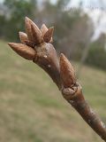 Quercus mongolica