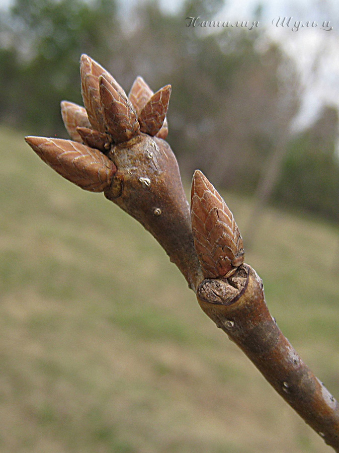 Изображение особи Quercus mongolica.