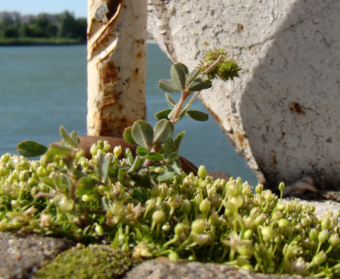 Image of Medicago minima specimen.