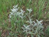 Stachys velata