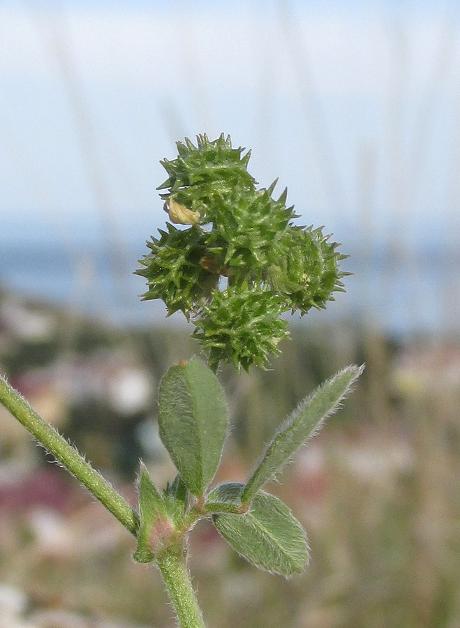 Изображение особи Medicago meyeri.