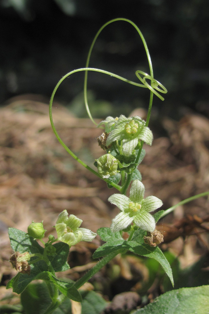 Image of Bryonia dioica specimen.