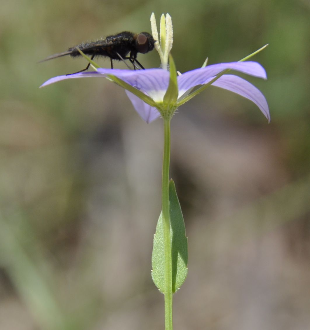 Изображение особи Campanula phrygia.